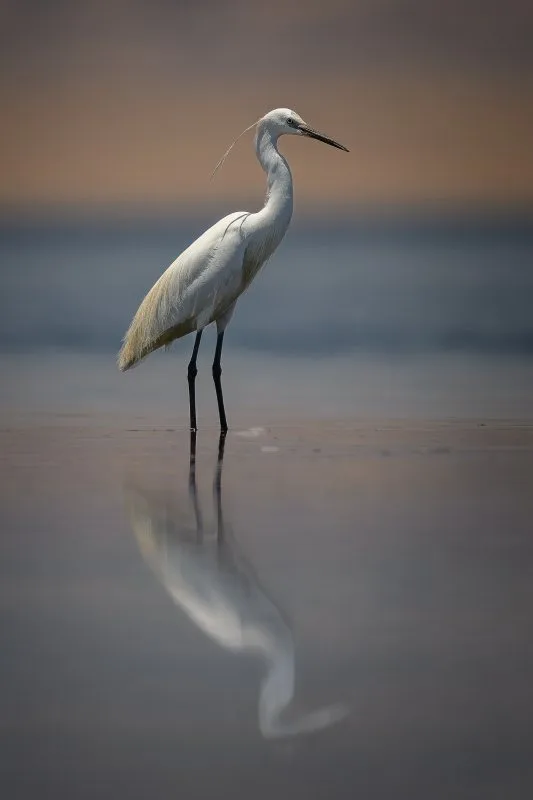 Between Two Reflections