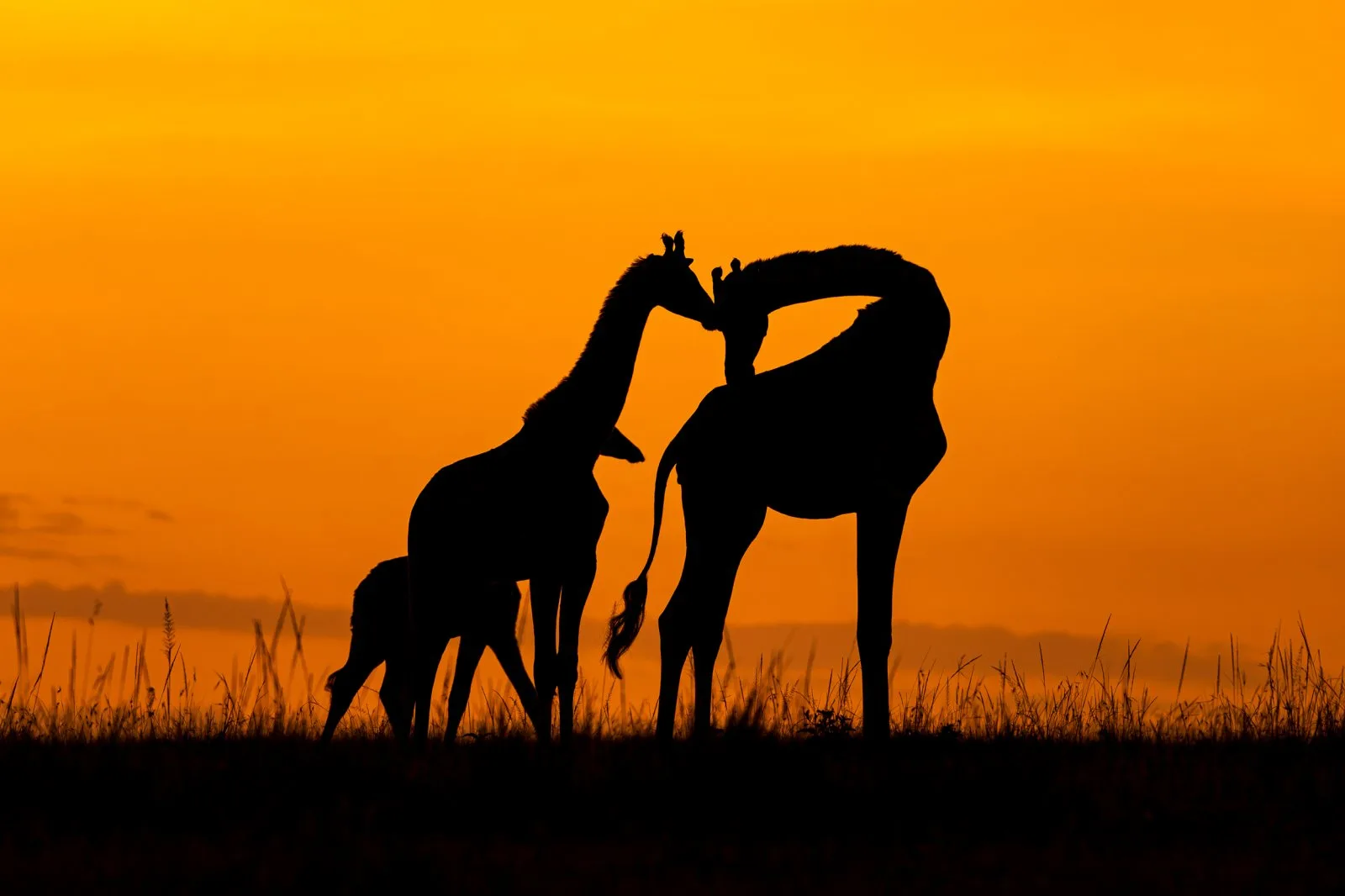 Bonds at Sunset