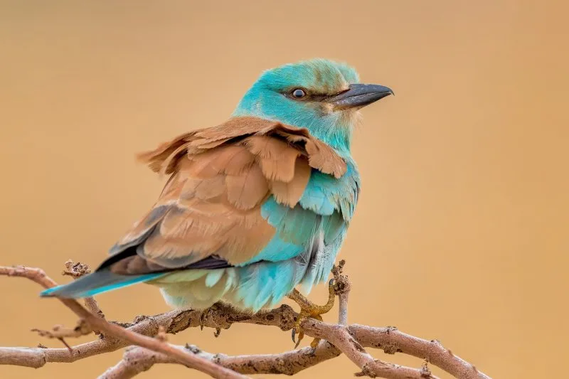 Colors of the Desert