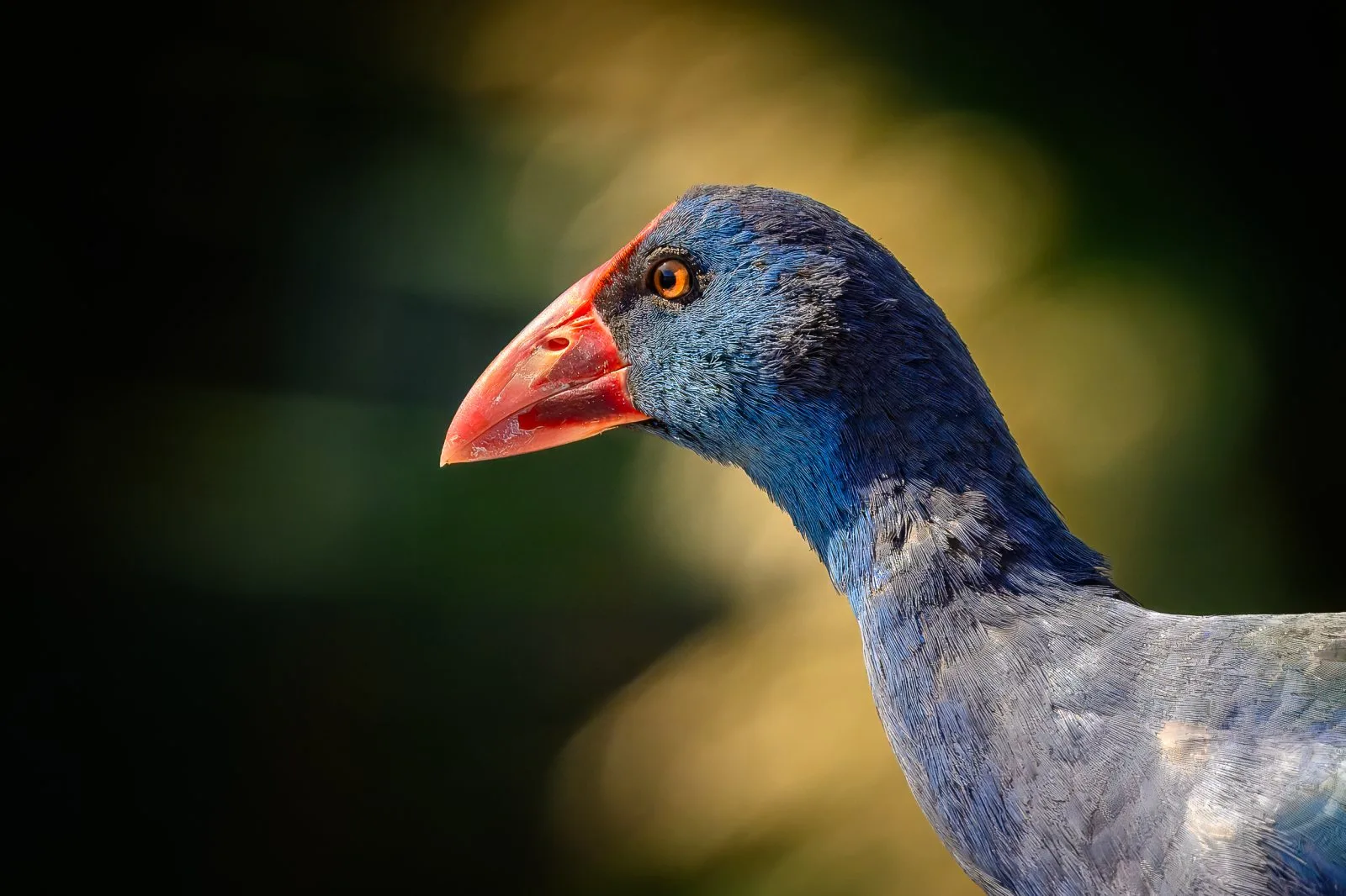 Crowned in Blue