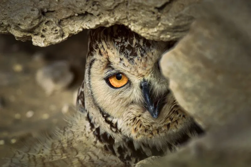 A wary look