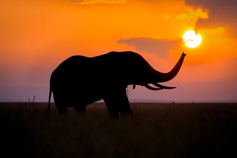 Toward the Last Light