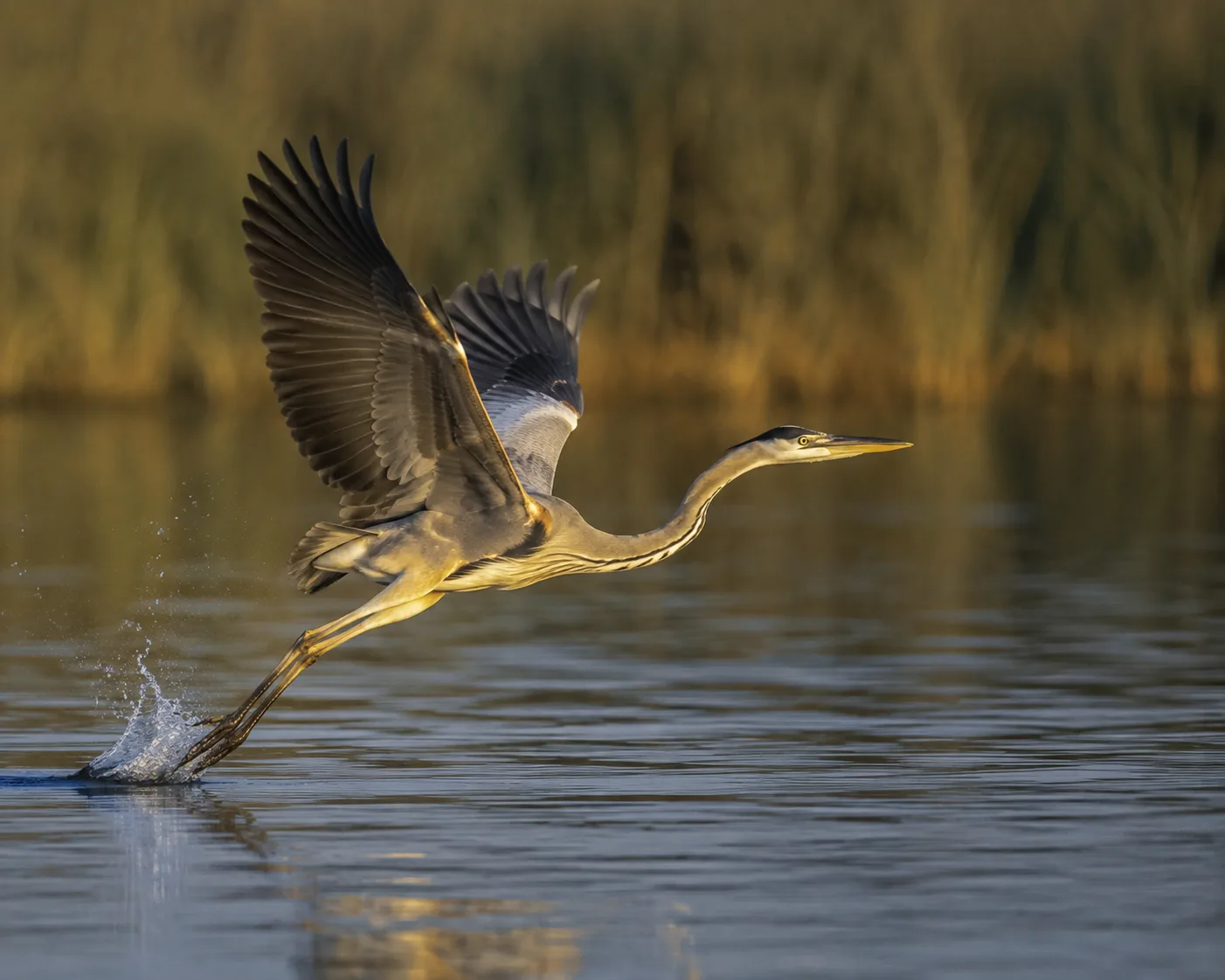 Life in Motion