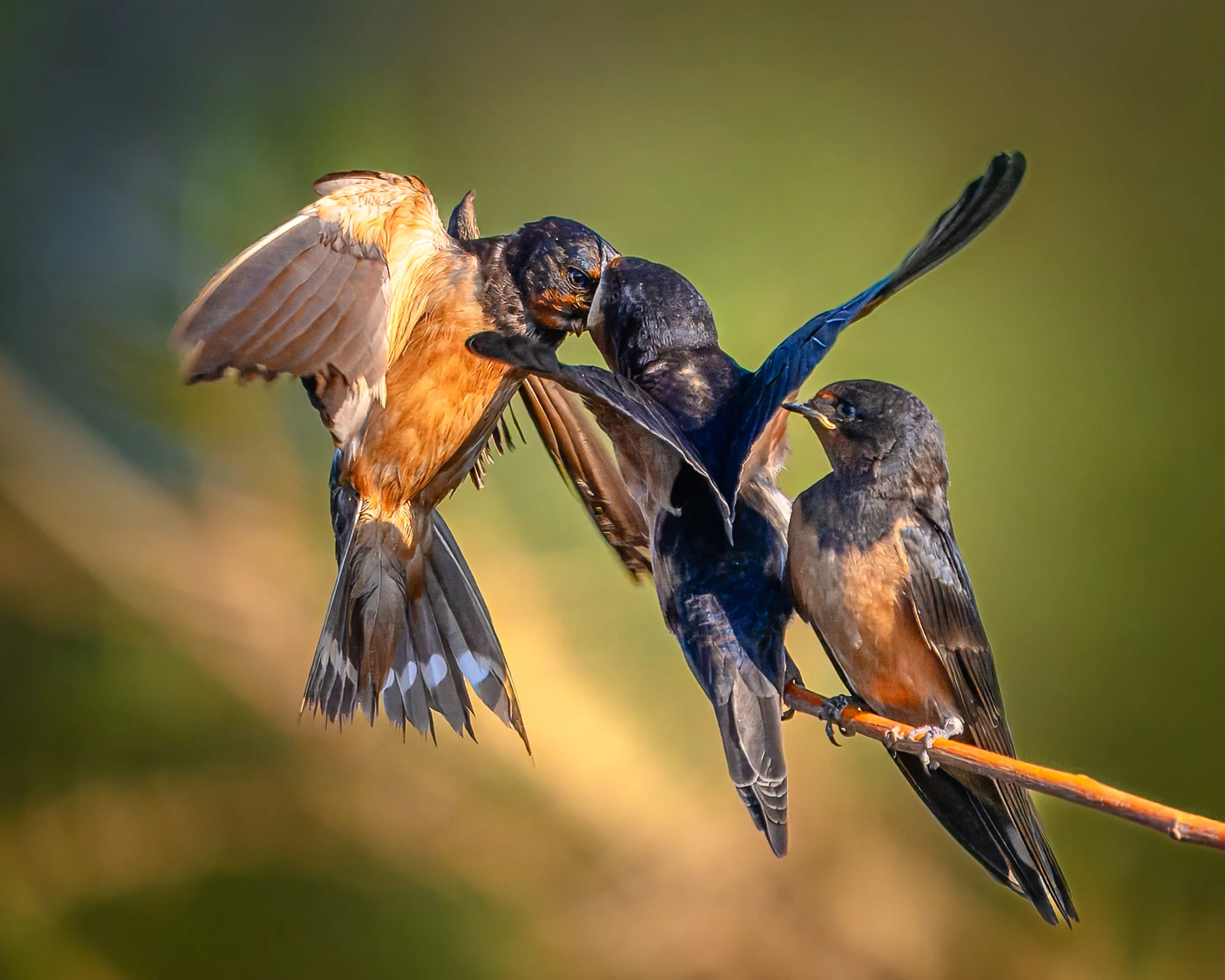 When an Image Becomes a Responsibility: Art, Environment and Wildlife