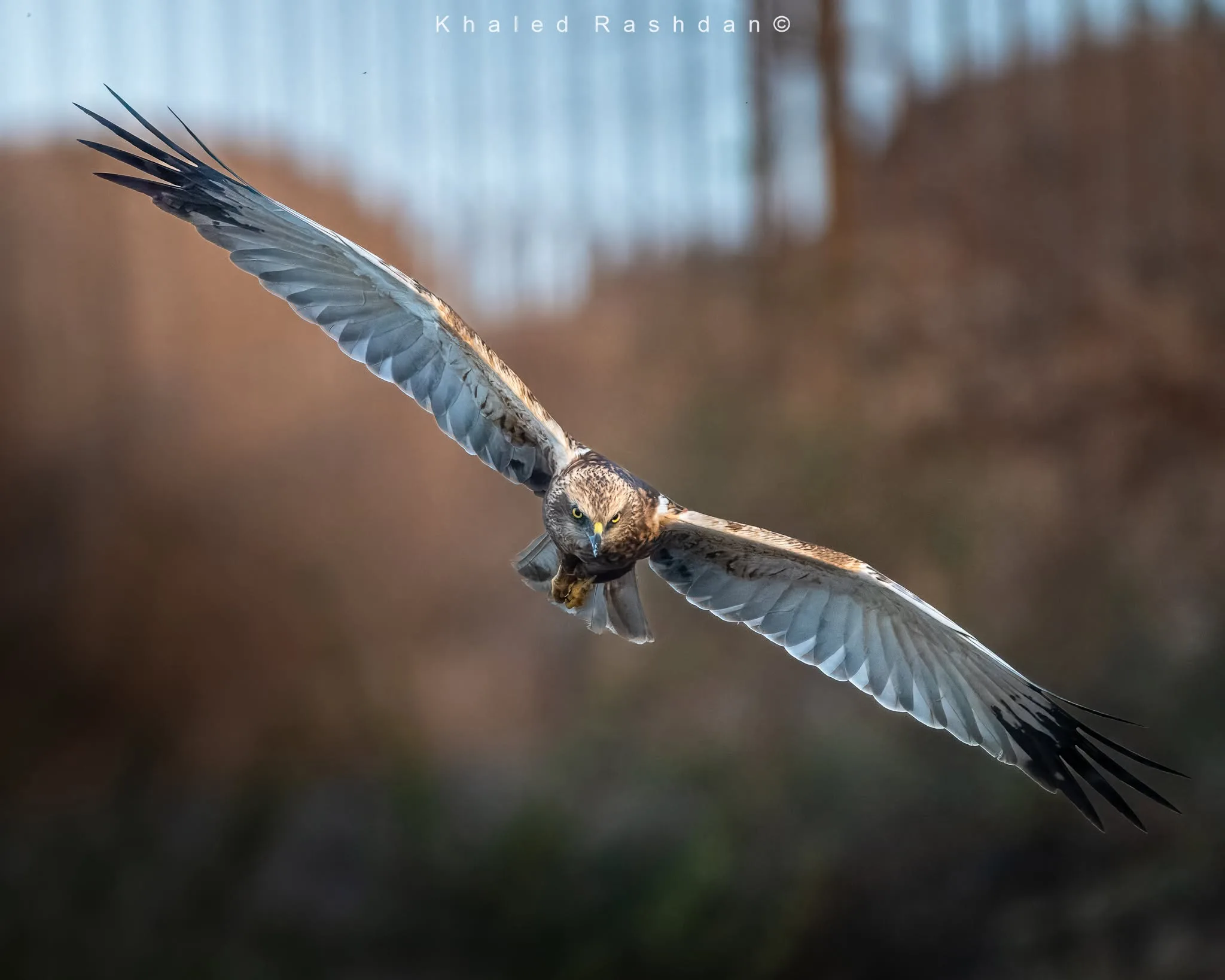 Untamed Majesty Through Fine-Art Photography